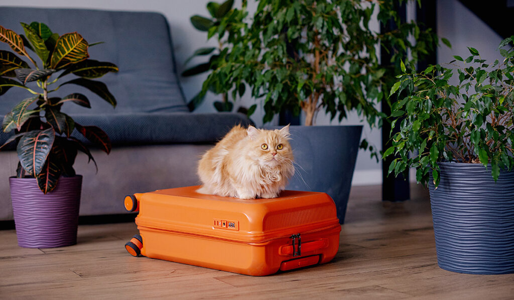 nocleg w Warszawie przyjazny zwierzętom nocleg ze zwierzakiem Warszawa Go-Apartments